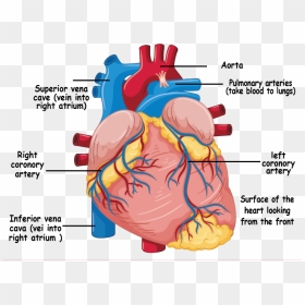 Understanding The Heart And Coronary Arteries - Human Heart Diagram, HD Png Download - heart organ png
