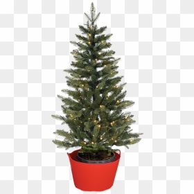 Keep The Roots Moist And Create Humid Air For The Tree - Christmas Tree, HD Png Download - evergreen trees png