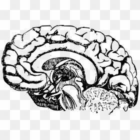 Brain Development Black And White, HD Png Download - heart organ png