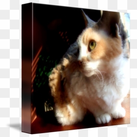 Transparent Cute Cats Png - Squitten, Png Download - cute kitty png