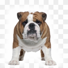 Celebrities That Look Like Bulldogs, HD Png Download - english bulldog png