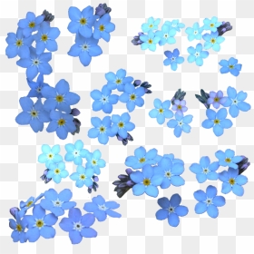 Forget Me Not Png Clipart - Free Blue Flowers With Transparent Background, Png Download - forget me not png