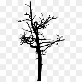 Silhouette Of A Bird - Creepy Tree Silhouette Png, Transparent Png - charlotte skyline silhouette png
