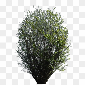 Bush Texture Png , Png Download, Transparent Png - bush texture png