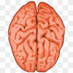 Brain Png Icons - Copyright Free Human Brain, Transparent Png - brain .png