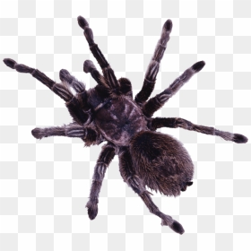 Spider Png Free Download - Spider With A Bow, Transparent Png - spider.png