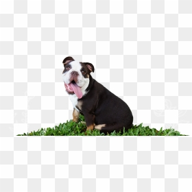 Godiva The Dark Chocolate Rare English Bulldog - Olde English Bulldogge, HD Png Download - english bulldog png