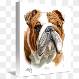 Bulldog White And Brown, HD Png Download - english bulldog png