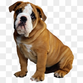 Dog Png - Whatsapp Dp Dog Hd, Transparent Png - english bulldog png