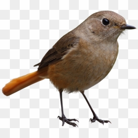 Birds Png Images Free Download, Birds Png - Small Bird Transparent Background, Png Download - birds.png