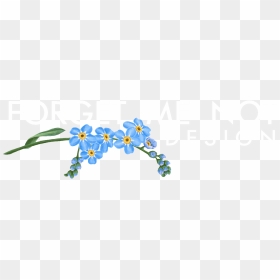 Picture - Forget-me-not, HD Png Download - forget me not png