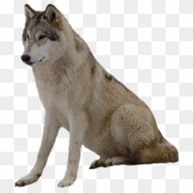 Grey Wolf Png Photos - Grey Wolf Transparent Background, Png Download - wolf transparent png