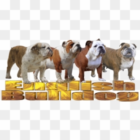 Olde English Bulldogge, HD Png Download - english bulldog png