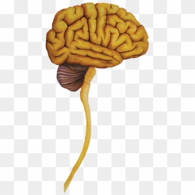 Illustration, HD Png Download - brain .png