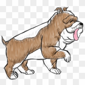 Duke The English Bulldog - Illustration, HD Png Download - english bulldog png
