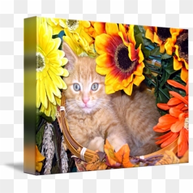 Cute Sunflower Kitty Kitten Portrait By Chantal - Cat, HD Png Download - cute kitty png