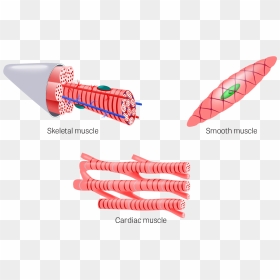 Muscle Tissue Png - Skeletal Muscle Tissue Png, Transparent Png - tissues png