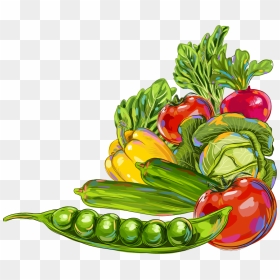 Vegetable Okra Fruit Illustration - Fruits And Vegetables Illustration, HD Png Download - okra png