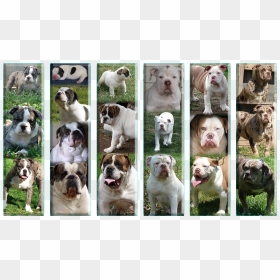 Olde English Bulldogge Growth Stages , Png Download - Olde English Bulldogge, Transparent Png - english bulldog png
