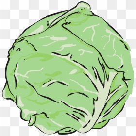 Transparent Vegetables Transparent Png - Cabbage Vector Png, Png Download - vegetables transparent png