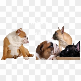 French Bulldog Puppies - French Bulldog And British Bulldog, HD Png Download - english bulldog png