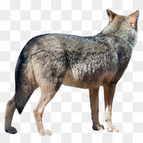 Wolf Png Transparent Image - Wolf Turned Away, Png Download - vhv