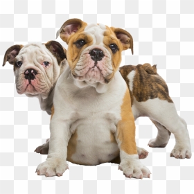 Family Bulldogs, HD Png Download - english bulldog png