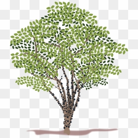 Transparent Spring Tree Png - Geldbaum Png, Png Download - spring tree png
