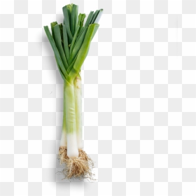 Welsh Onion, HD Png Download - leek png