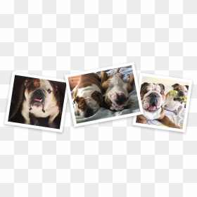 Australian Bulldog, HD Png Download - english bulldog png
