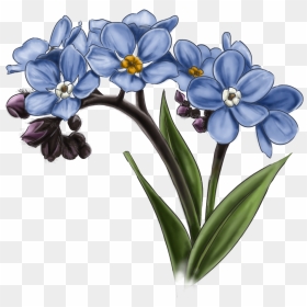 Forget Me Not Transparent Image - Arctic Flowers Png, Png Download - forget me not png
