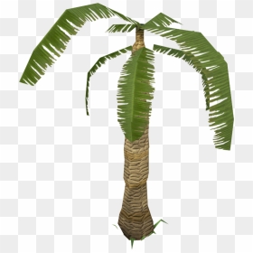 Roystonea, HD Png Download - palm tree .png