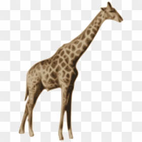 Mammal Clipart Zoo Animal - Animals Giraffe Png, Transparent Png - baby animals png