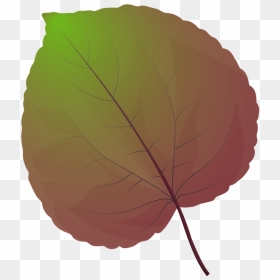 Katsura Tree Spring Leaf Clipart - Beech, HD Png Download - spring tree png