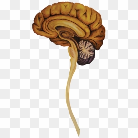 05 Heads Sagittal Brain-01 - Illustration, HD Png Download - brain .png