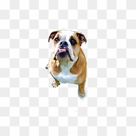 #english Bulldog - Australian Bulldog, HD Png Download - english bulldog png
