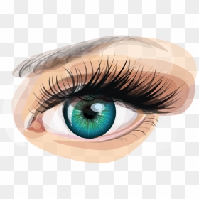 Human Eye Euclidean Vector Clip Art - Human Eye Eyes Clipart, HD Png Download - human eye png