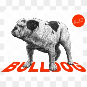 Bulldog Engraved Illustration, HD Png Download - english bulldog png
