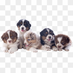 Download Thank You For Your Interest In Bold Legend"s - Australian Shepherd Puppy Transparent, HD Png Download - shepherd png