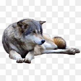 Wolfpng Hd, Transparent Png - wolf transparent png