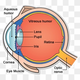 Main Parts Of Human Eye , Png Download - Human Eye And Its Part ...