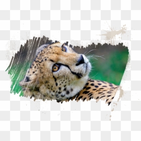 Cheetah, HD Png Download - safari animals png