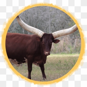 Bull, HD Png Download - safari animals png