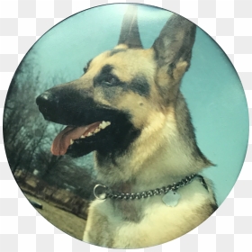 Image Not Available - East-european Shepherd, HD Png Download - shepherd png