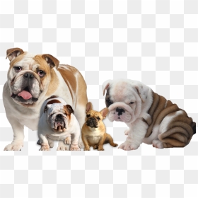 French Bulldog Puppies - Bulldog, HD Png Download - english bulldog png