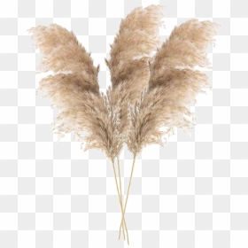 Pampas Grass Dried, HD Png Download - grasspng