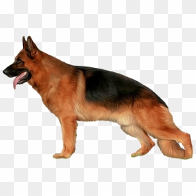 German Shepherd Dog - Puppy Belgian Shepherd Malinois Dog, HD Png Download - shepherd png