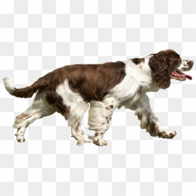 Dog Catches Something, HD Png Download - baby animals png