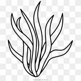 Seaweed Coloring Page - Seaweed Clipart Black And White, HD Png