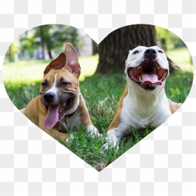 Dog Walking Heart Image 1 - Chó Chảy Nước Dãi, HD Png Download - walking dog png